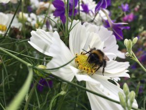 Honey bee on Holy Island